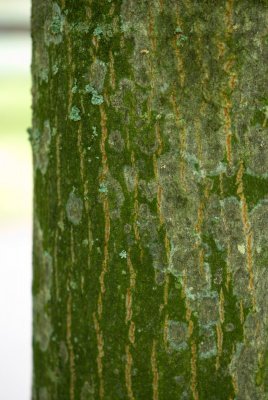 Tilia miqueliana - lípa miquelova - kůra